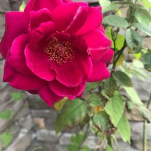 Meet your Posher, Anu